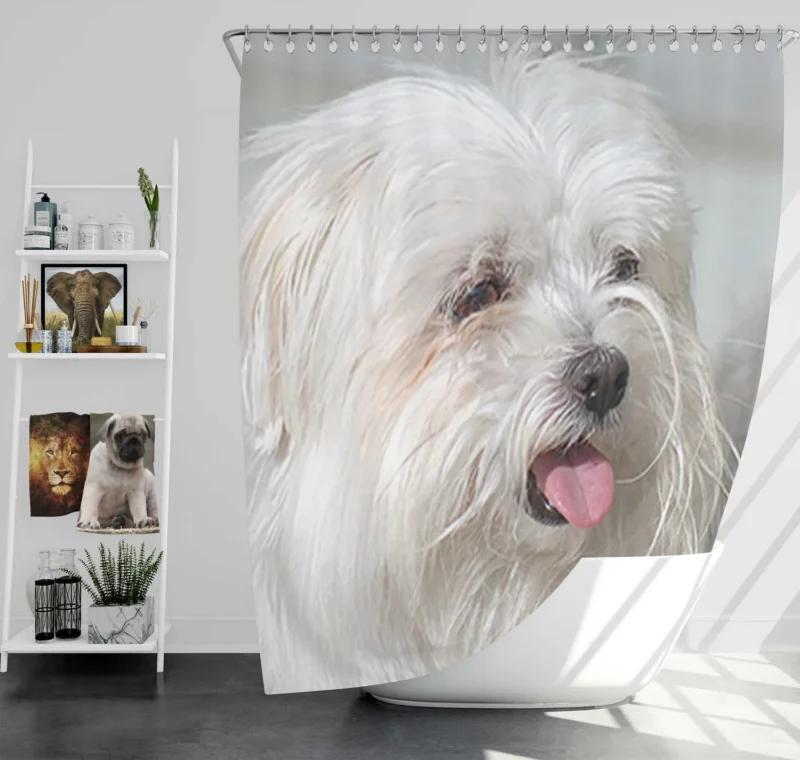 Fourfold Canine Elegance: Moril-Bichon Maltais Shower Curtain