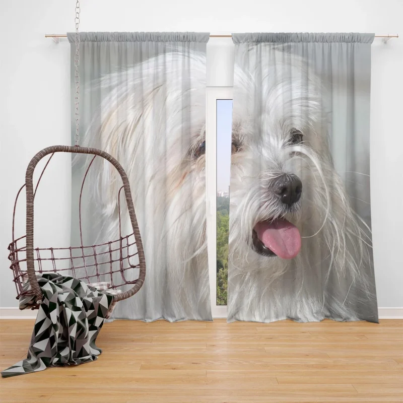 Fourfold Canine Elegance: Moril-Bichon Maltais Window Curtain