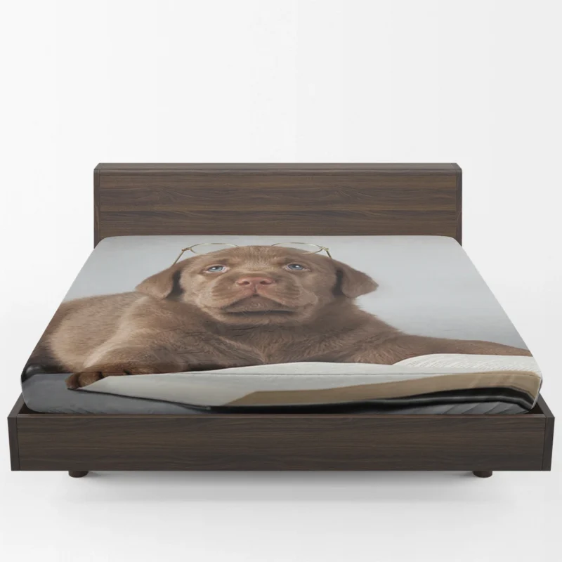 Fourfold Canine Majesty: Labrador Quartet Fitted Sheet 1