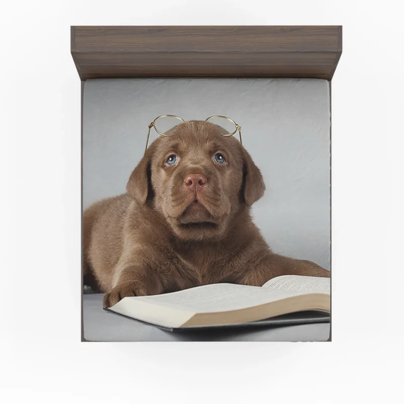 Fourfold Canine Majesty: Labrador Quartet Fitted Sheet