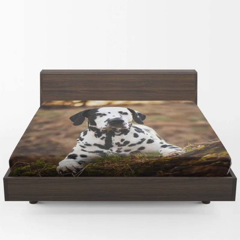 Fourfold Dalmatian Beauty: Dalmatian Quartet Fitted Sheet 1