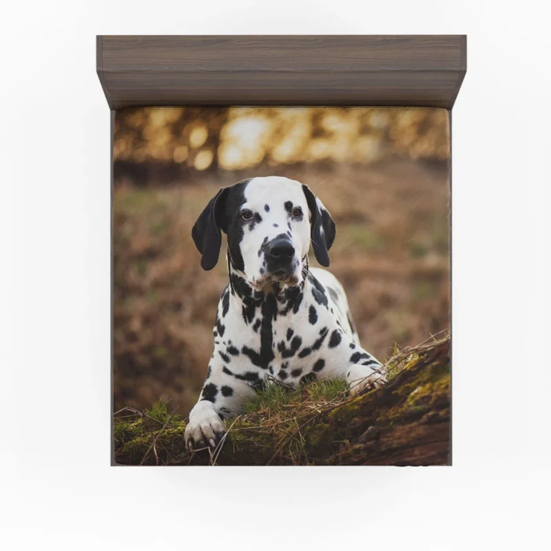 Fourfold Dalmatian Beauty: Dalmatian Quartet Fitted Sheet