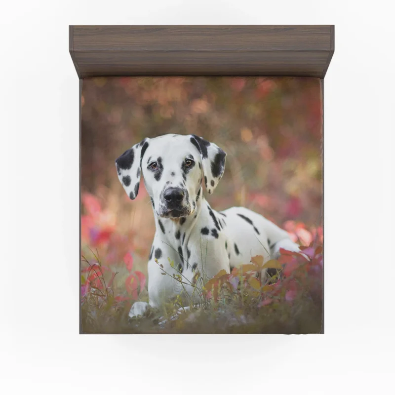 Fourfold Dalmatian Elegance: Dalmatian Quartet Fitted Sheet