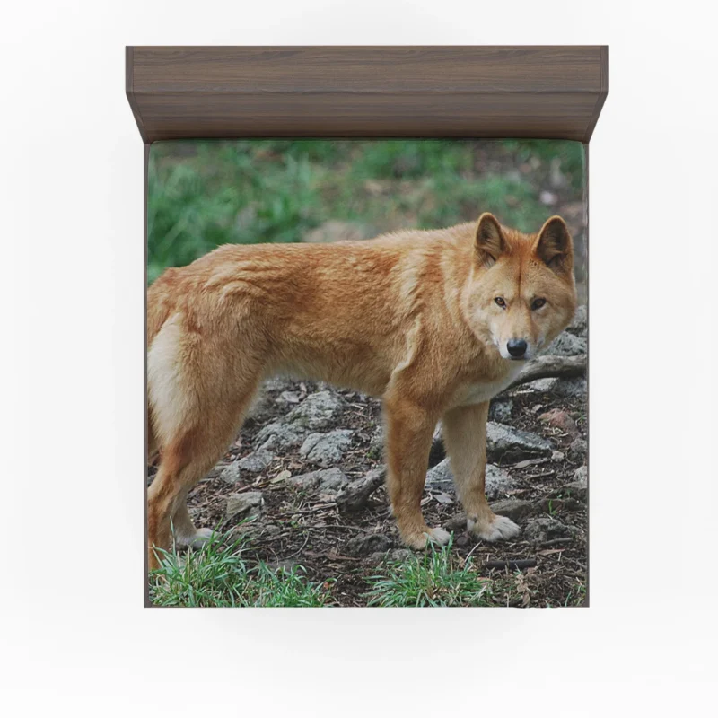 Fourfold Dingo Beauty: Dingo Quartet Fitted Sheet