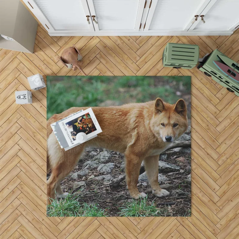 Fourfold Dingo Beauty: Dingo Quartet Floor Rug