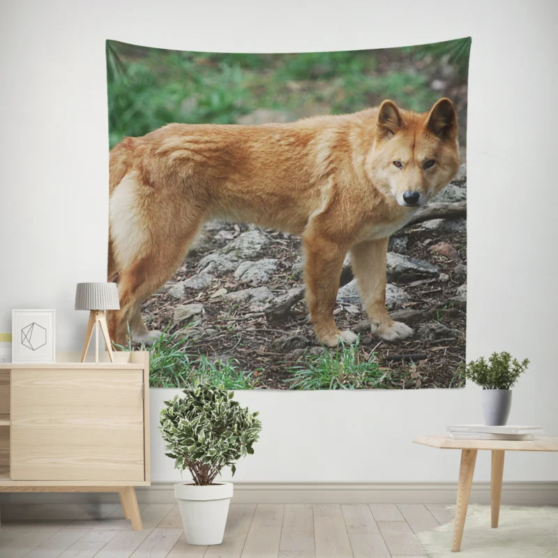 Fourfold Dingo Beauty  Dingo Quartet Wall Tapestry