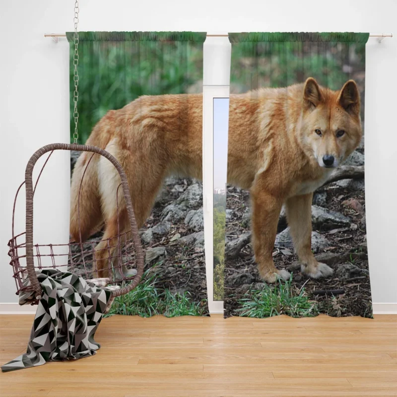 Fourfold Dingo Beauty: Dingo Quartet Window Curtain