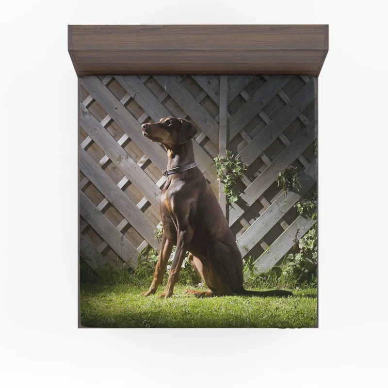 Fourfold Doberman Pinscher Beauty: Doberman Pinscher Quartet Fitted Sheet