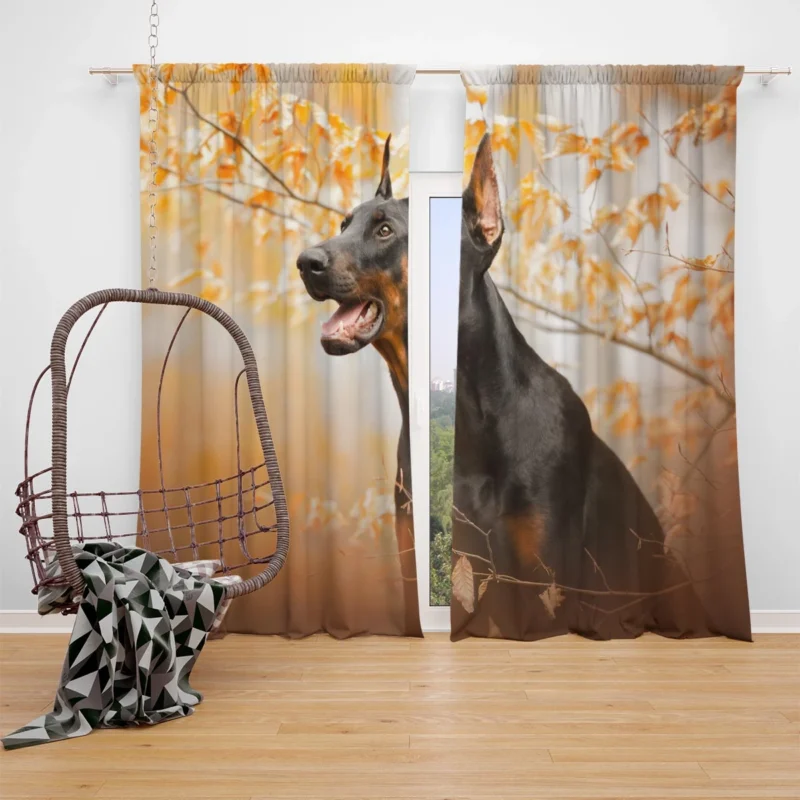 Fourfold Doberman Pinscher Elegance: Doberman Pinscher Quartet Window Curtain