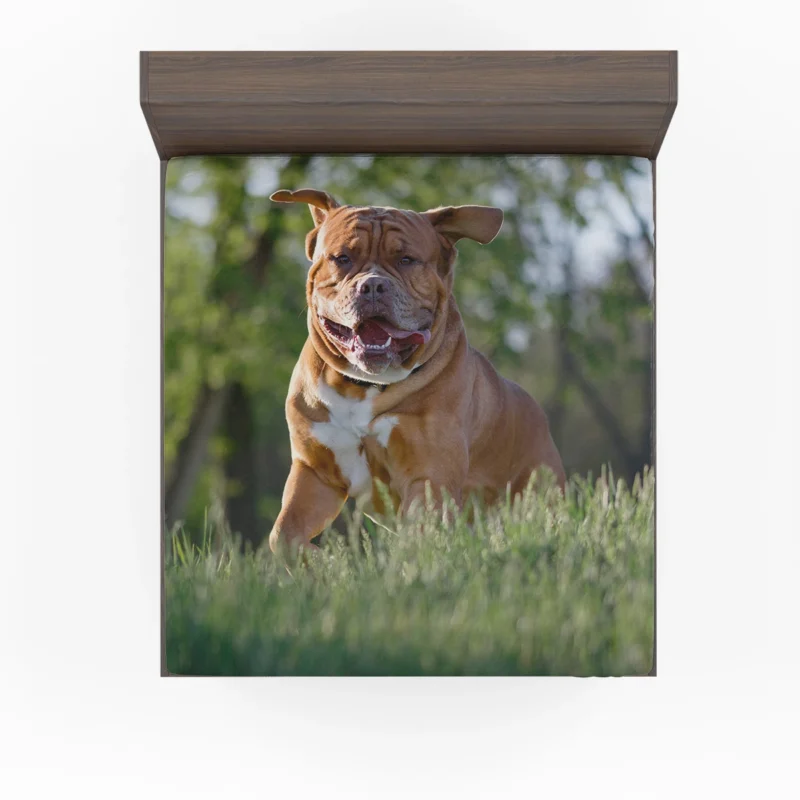 Fourfold Dogue de Bordeaux Beauty: Quartet Fitted Sheet