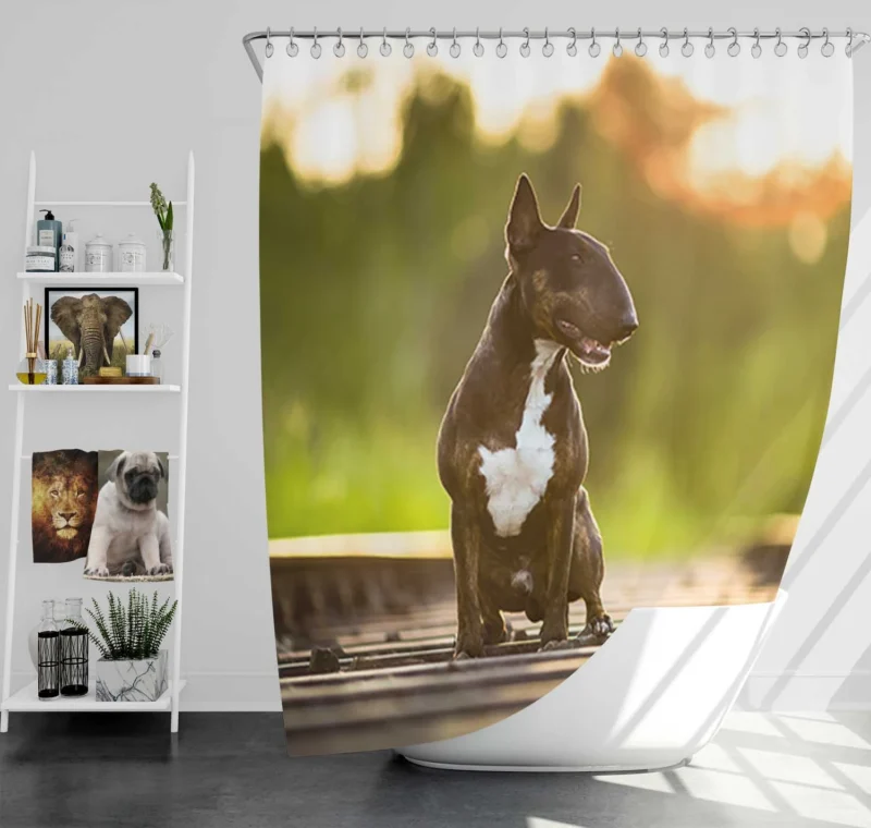 Fourfold Elegance: Bull Terrier Quartet Shower Curtain