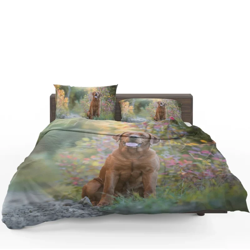 Fourfold Elegance: Labrador Depth of Field Bedding Set