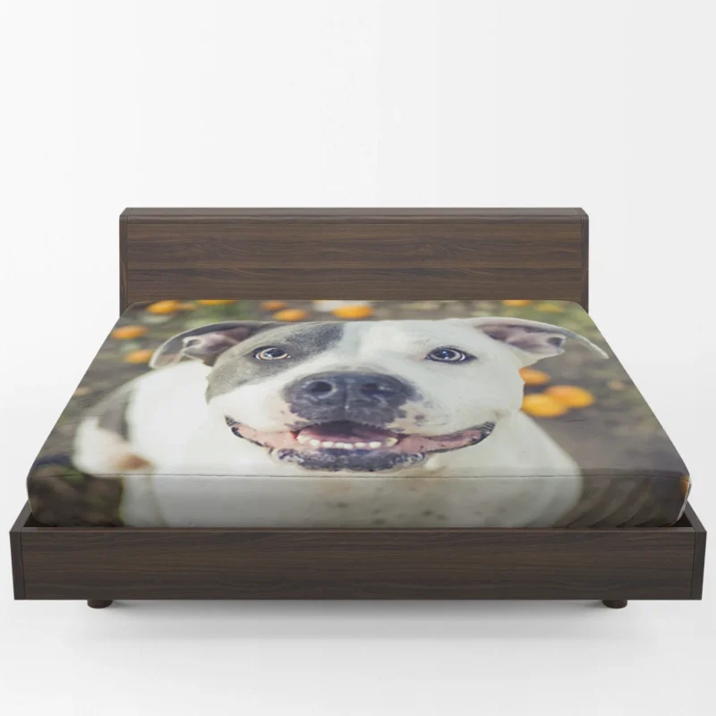 Fourfold Elegance: Pit Bull Quartet Fitted Sheet 1