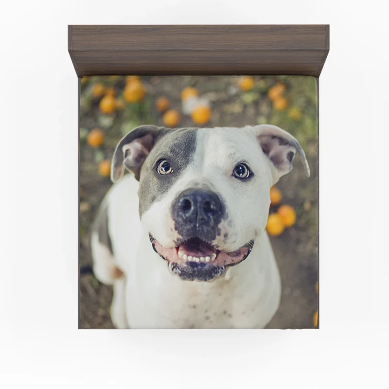 Fourfold Elegance: Pit Bull Quartet Fitted Sheet