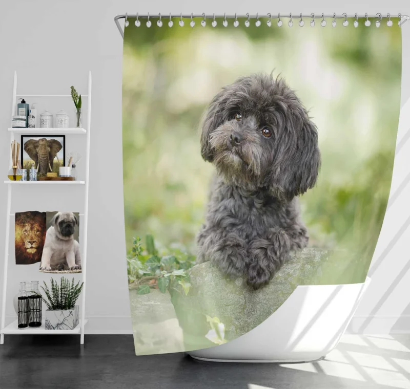 Fourfold Elegance: Poodle Quartet Shower Curtain