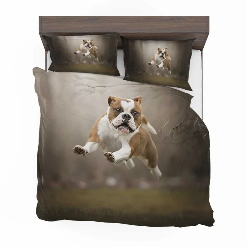 Fourfold English Bulldog Beauty: English Bulldog Quartet Bedding Set 1