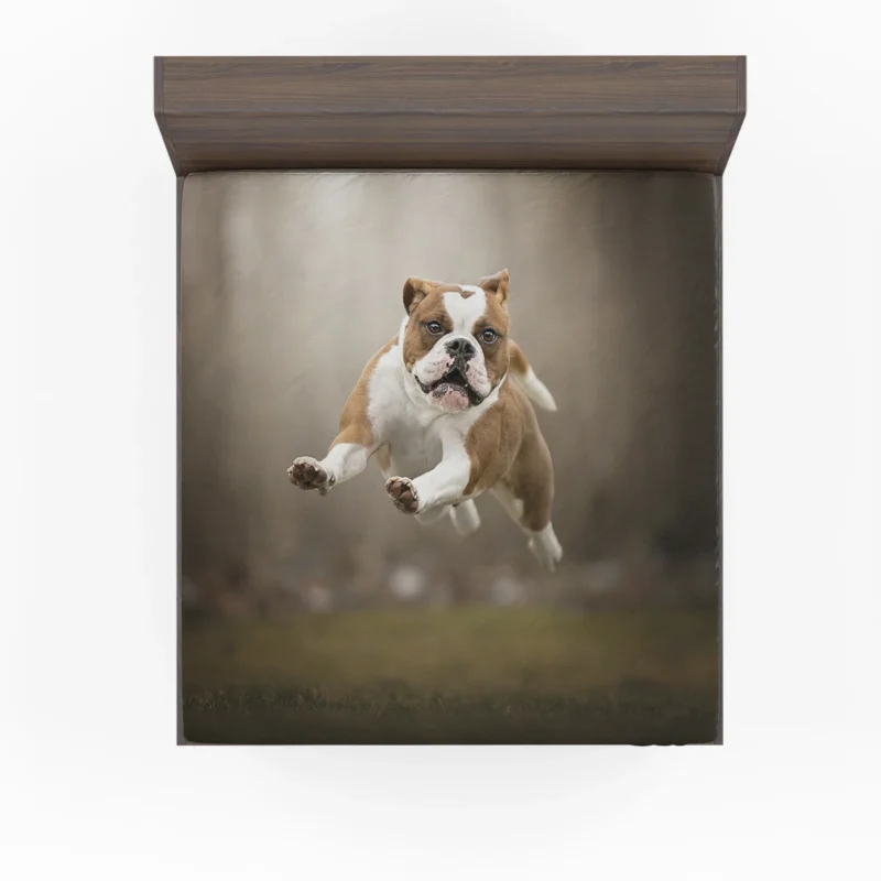 Fourfold English Bulldog Beauty: English Bulldog Quartet Fitted Sheet