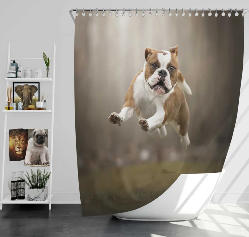 Fourfold English Bulldog Beauty: English Bulldog Quartet Shower Curtain