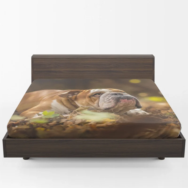 Fourfold English Bulldog Charm: English Bulldog Quartet Fitted Sheet 1