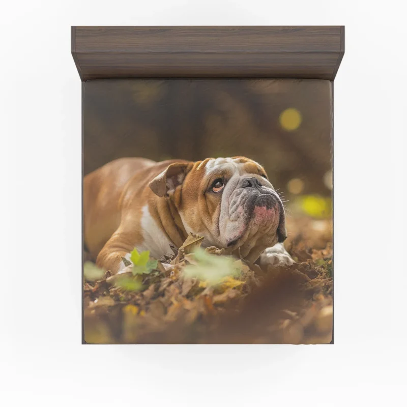 Fourfold English Bulldog Charm: English Bulldog Quartet Fitted Sheet