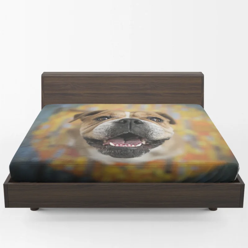 Fourfold English Bulldog Elegance: English Bulldog Quartet Fitted Sheet 1