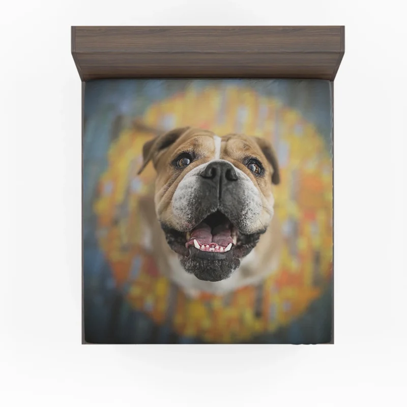 Fourfold English Bulldog Elegance: English Bulldog Quartet Fitted Sheet