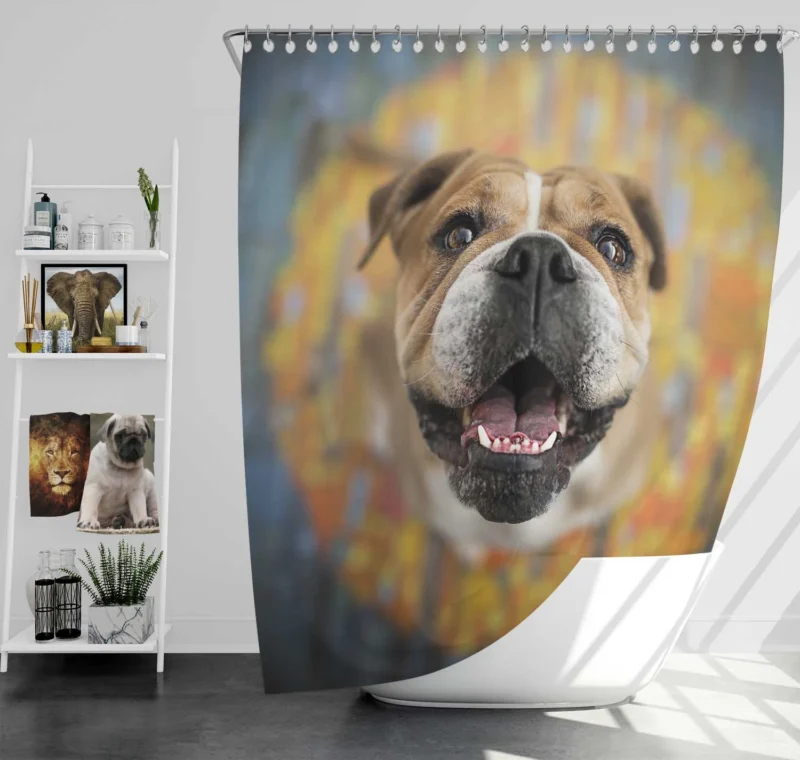 Fourfold English Bulldog Elegance: English Bulldog Quartet Shower Curtain