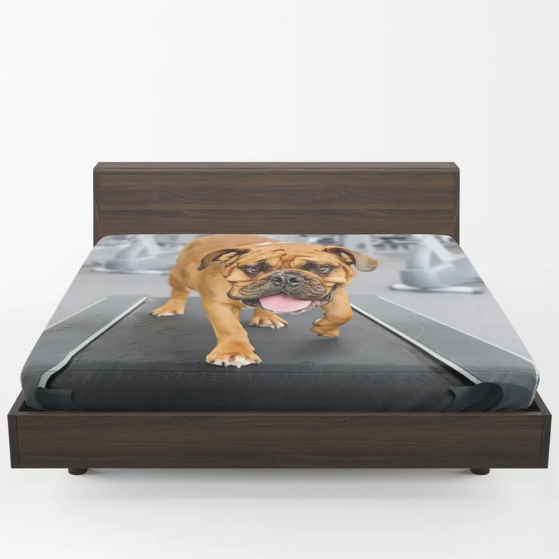 Fourfold English Bulldog: English Bulldog Quartet Fitted Sheet 1