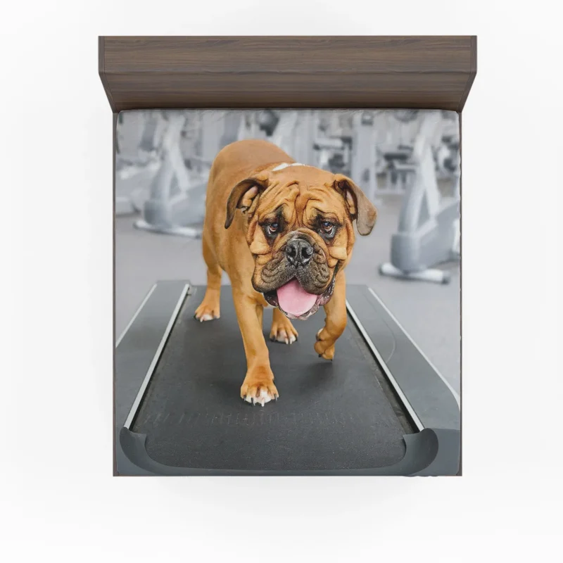 Fourfold English Bulldog: English Bulldog Quartet Fitted Sheet