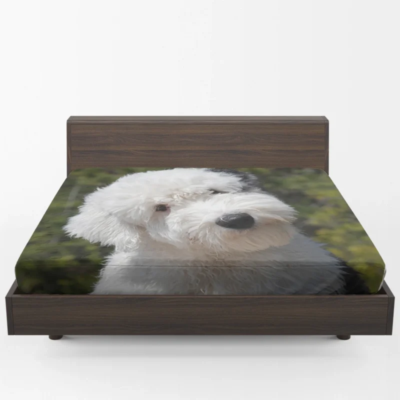 Fourfold Fluffiness: Old English Sheepdog Quartet Fitted Sheet 1