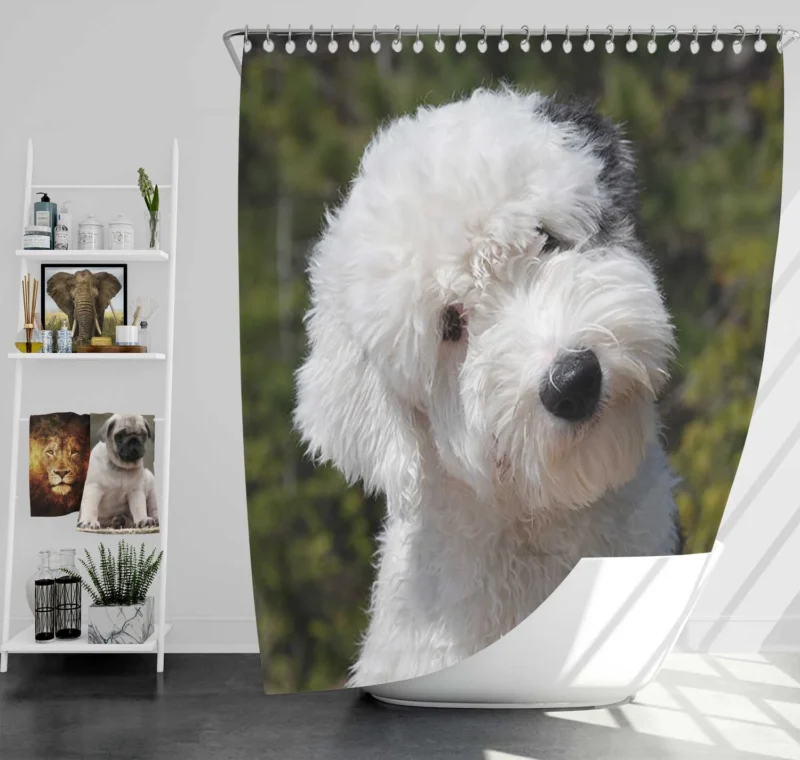 Fourfold Fluffiness: Old English Sheepdog Quartet Shower Curtain