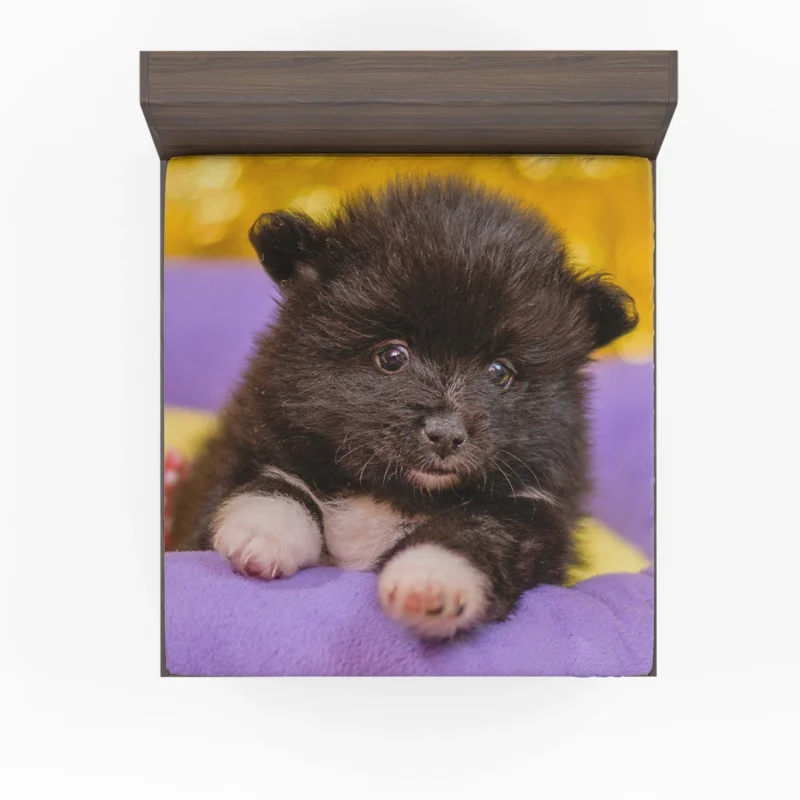 Fourfold Fluffiness: Pomeranian Quartet Fitted Sheet