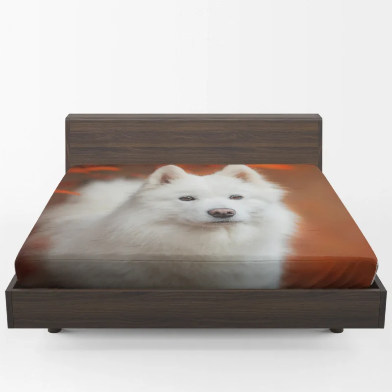 Fourfold Fluffiness: Samoyed Quartet Fitted Sheet 1