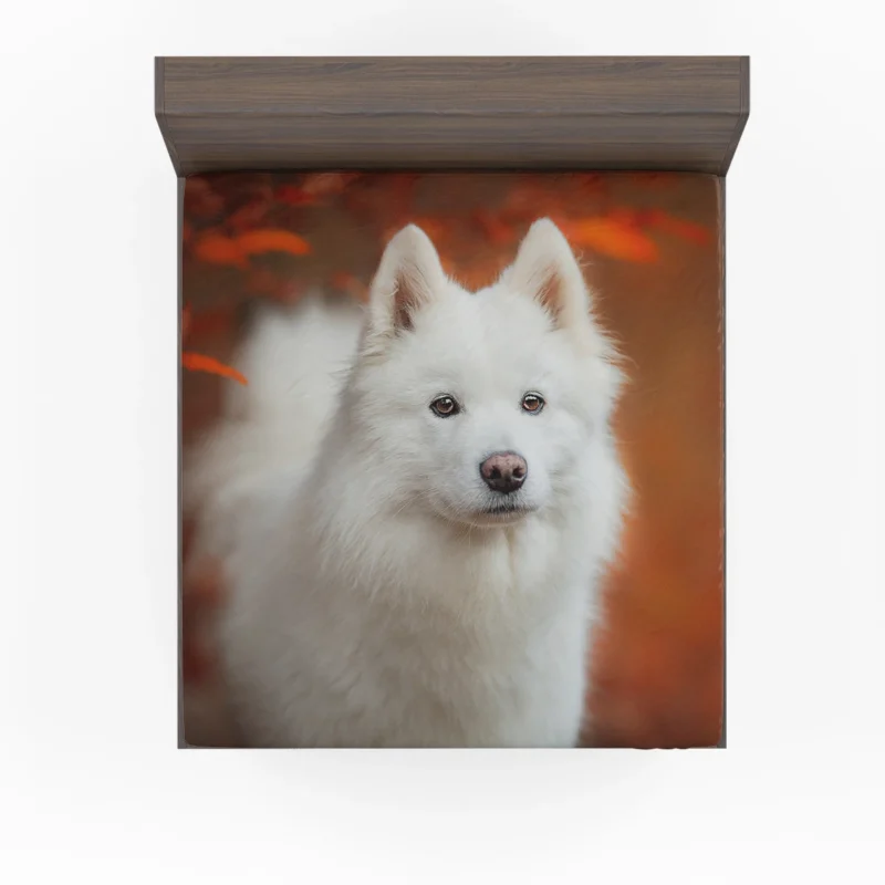 Fourfold Fluffiness: Samoyed Quartet Fitted Sheet