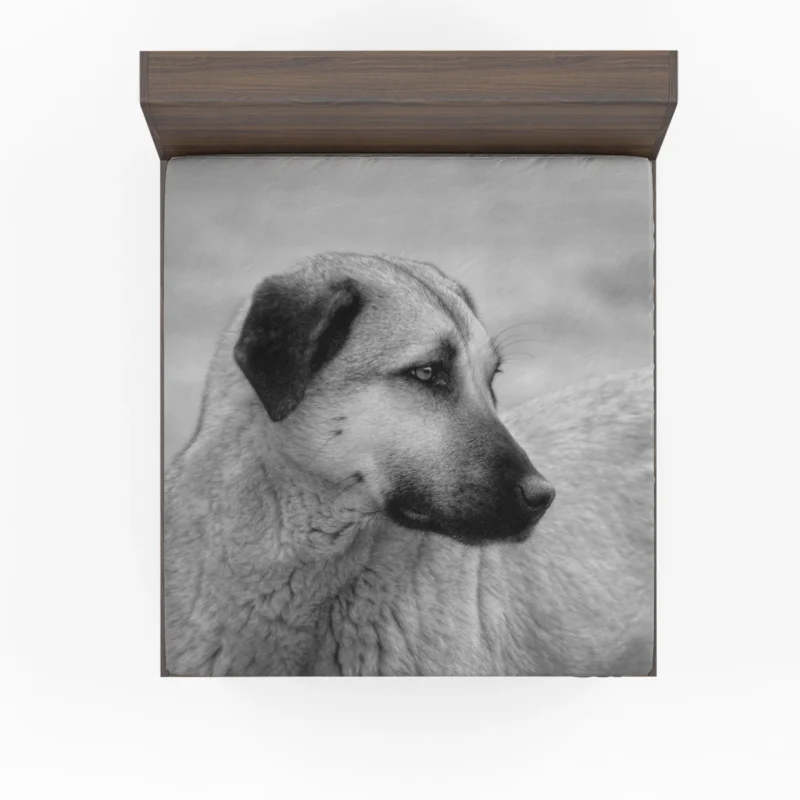 Fourfold Guardian Majesty: Kangal Shepherd Dogs Fitted Sheet