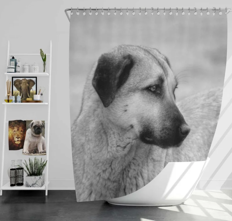 Fourfold Guardian Majesty: Kangal Shepherd Dogs Shower Curtain