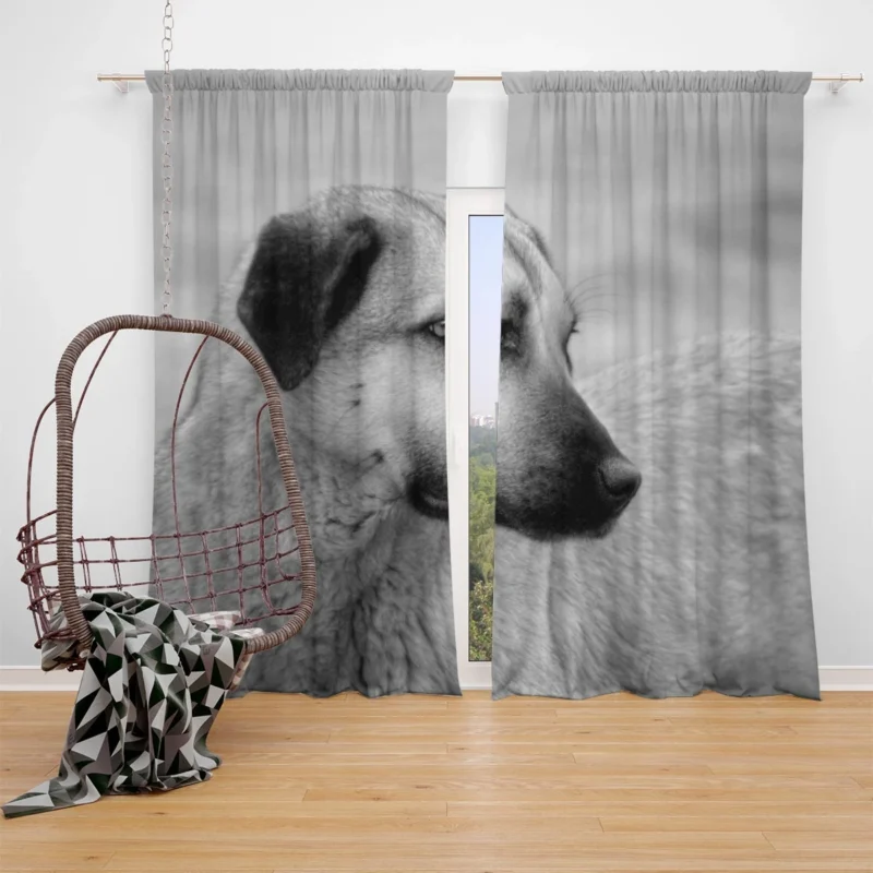 Fourfold Guardian Majesty: Kangal Shepherd Dogs Window Curtain