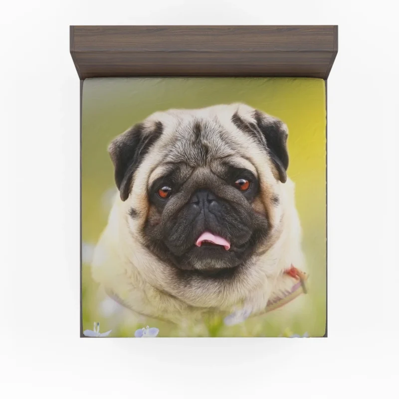 Fourfold Pug Majesty: Cute Pug Quartet Fitted Sheet