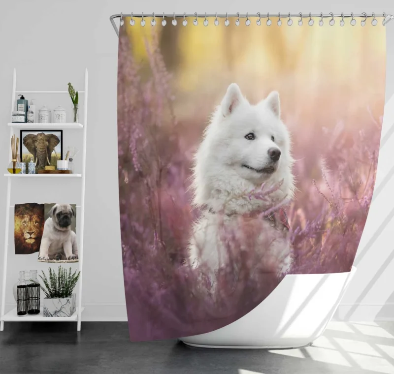 Fourfold Samoyed Majesty: Quartet Shower Curtain