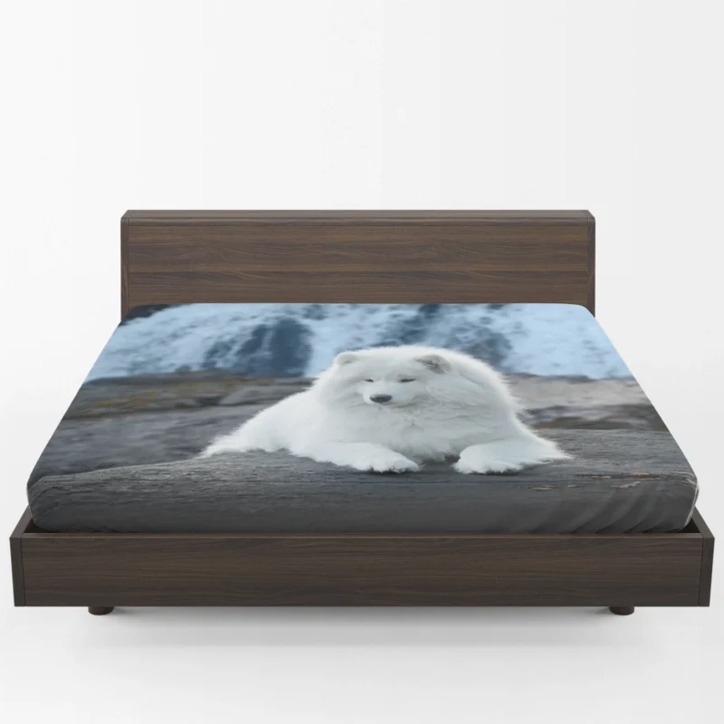 Fourfold Samoyed Majesty: Quartet in Rock Fitted Sheet 1