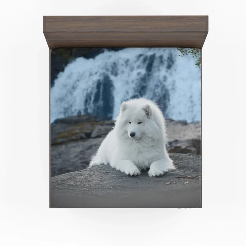 Fourfold Samoyed Majesty: Quartet in Rock Fitted Sheet