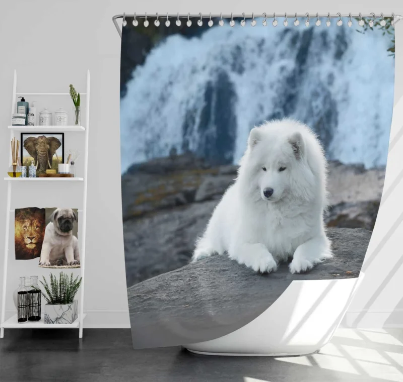 Fourfold Samoyed Majesty: Quartet in Rock Shower Curtain