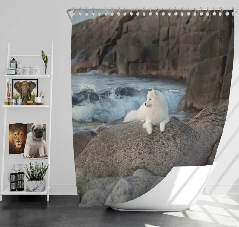 Fourfold Samoyed: Samoyed Quartet Shower Curtain