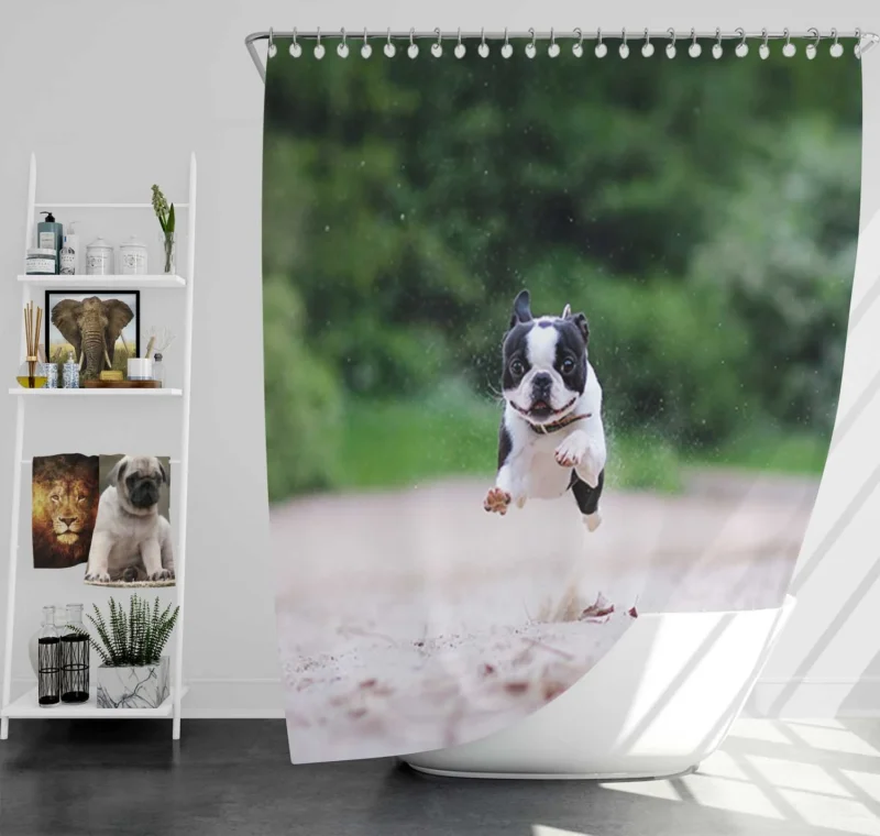 French Bulldog Allure: A Breed Like No Other Shower Curtain