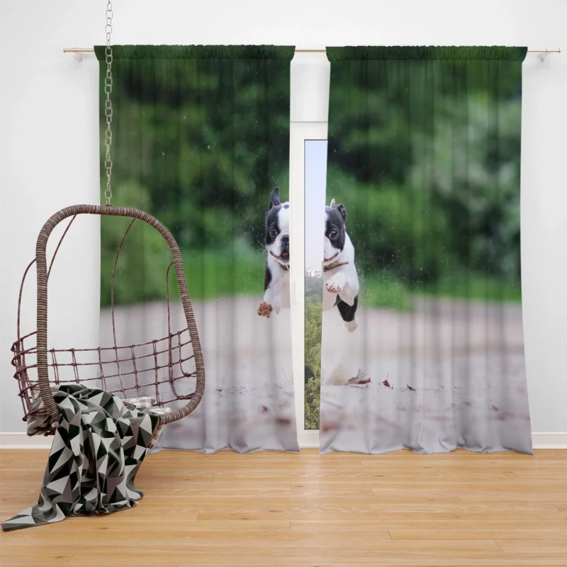 French Bulldog Allure: A Breed Like No Other Window Curtain