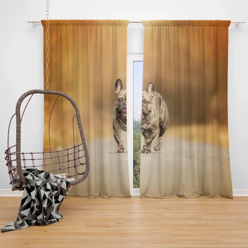 French Bulldog Depth Of Field: Unveiling Hidden Beauty Window Curtain