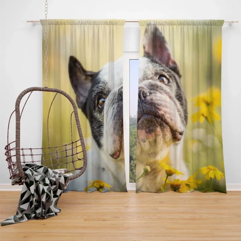 French Bulldog Essence: A Captivating Breed Window Curtain