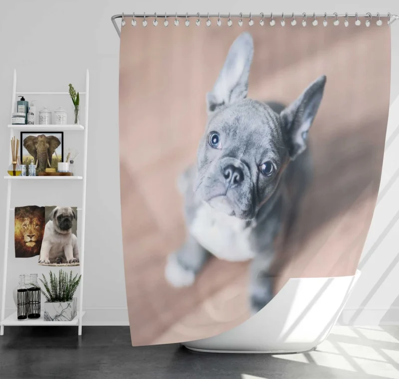 French Bulldog Grace: A Breed Beyond Compare Shower Curtain