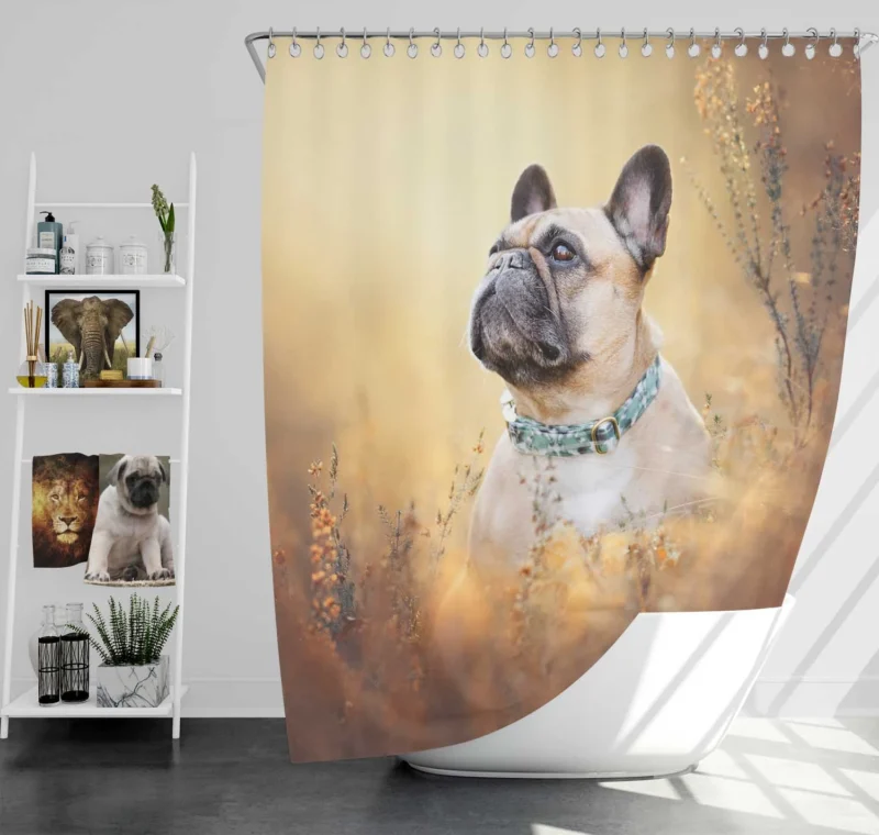 French Bulldog Journey in Breeds Shower Curtain