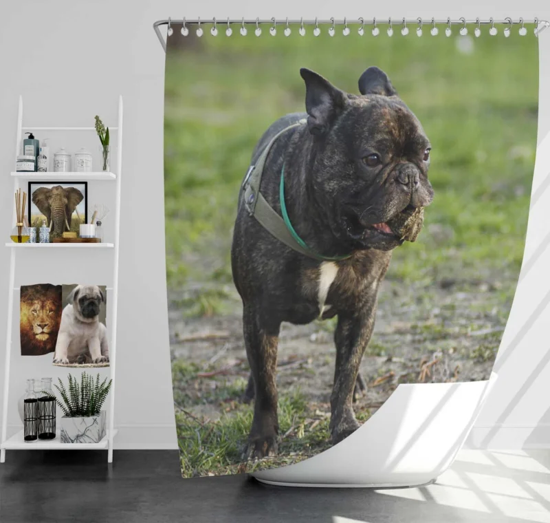 French Bulldog Unleashed: A Charismatic Companion Shower Curtain